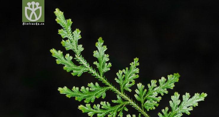 风滚草与卷柏（探讨植物学家们对风滚草和卷柏的争议）