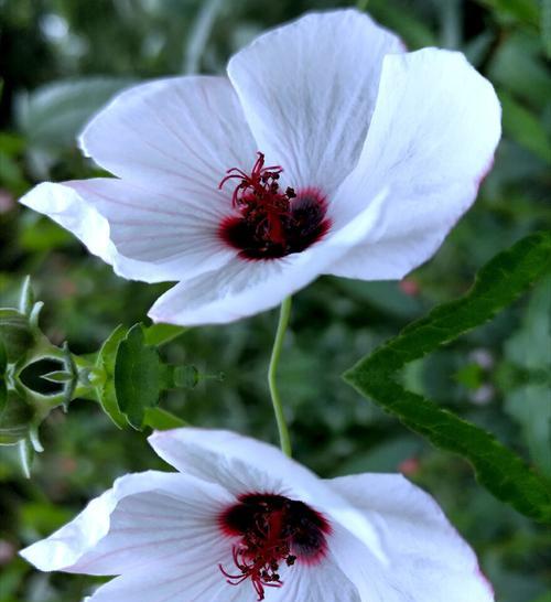 孔雀花的花语与寓意（探秘孔雀花的花语及其象征意义）