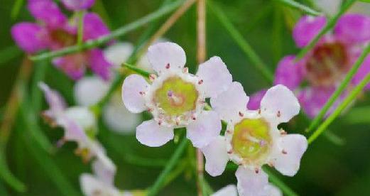 腊梅花花语及其寓意（腊梅花的花语意味深长）