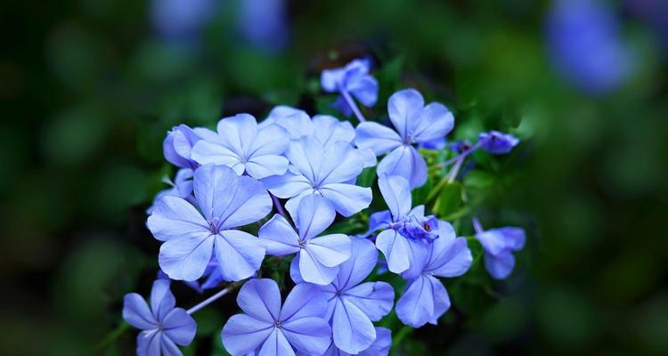 蓝花丹的花语与寓意（揭开蓝花丹的神秘面纱）