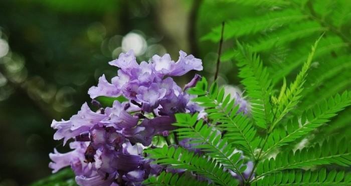 以蓝花楹的花语和寓意（传递幸福和希望的蓝花楹）