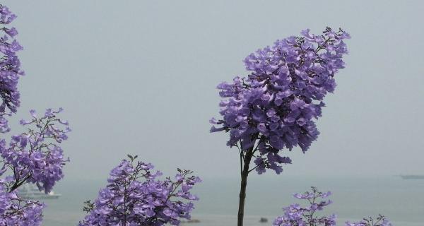 蓝花楹花的花语及其意义（探寻蓝花楹花的神秘象征和文化价值）