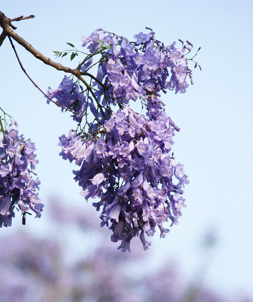 蓝花楹花的花语及其意义（探寻蓝花楹花的神秘象征和文化价值）