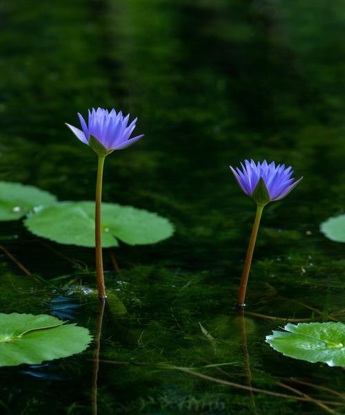 蓝莲花的象征意义与传承（探寻蓝莲花的深刻内涵与文化传统）