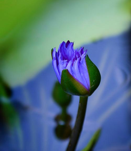 蓝莲花的象征意义与传承（探寻蓝莲花的深刻内涵与文化传统）