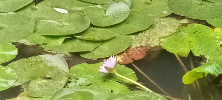 蓝莲花的花语和意义（探索蓝莲花的深层内涵和象征意义）