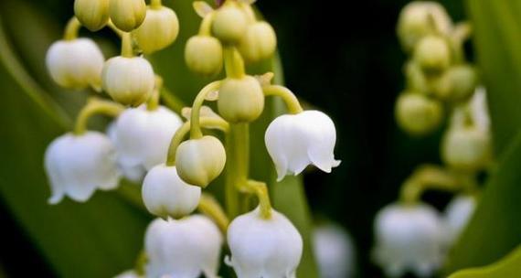 蓝铃花的花语及其象征意义（揭示蓝铃花的深意）