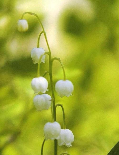 蓝铃花的花语及其象征意义（揭示蓝铃花的深意）