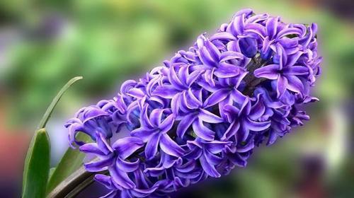 蓝色风信子花语（传递永恒希望的花朵）