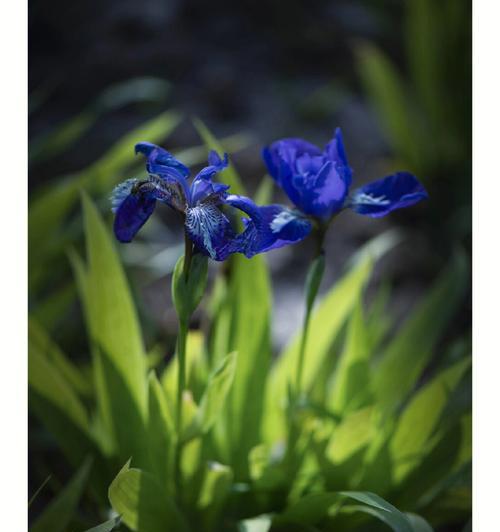 蓝色鸢尾花的花语与美丽（揭开蓝色鸢尾花的神秘面纱）