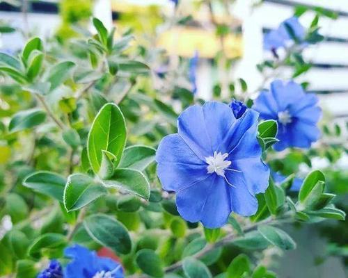 蓝星花的花语和寓意（探寻蓝星花的意义和象征）