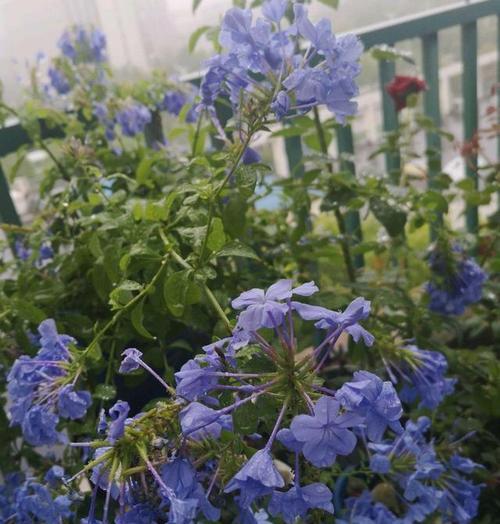 蓝雪花花语的含义及象征（探寻蓝雪花花语的深层意义）