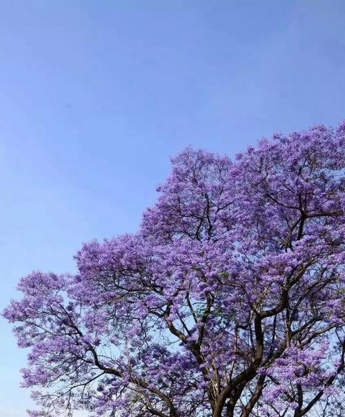 蓝楹花的花语与寓意（深情厚意）