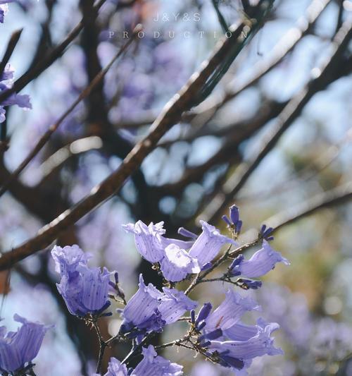 蓝楹花的花语与寓意（探索蓝楹花背后的深意）