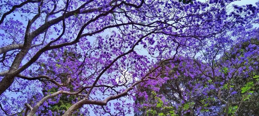 蓝楹花的花语与寓意（探索蓝楹花背后的深意）