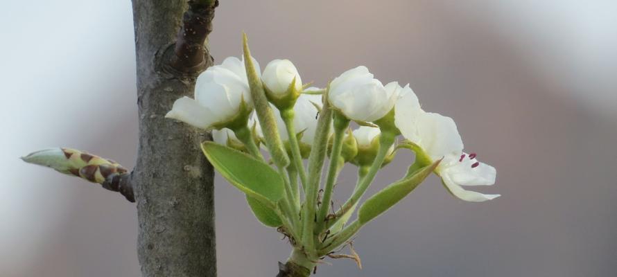 梨花的花语及象征意义（赏析梨花的美丽与哲理）