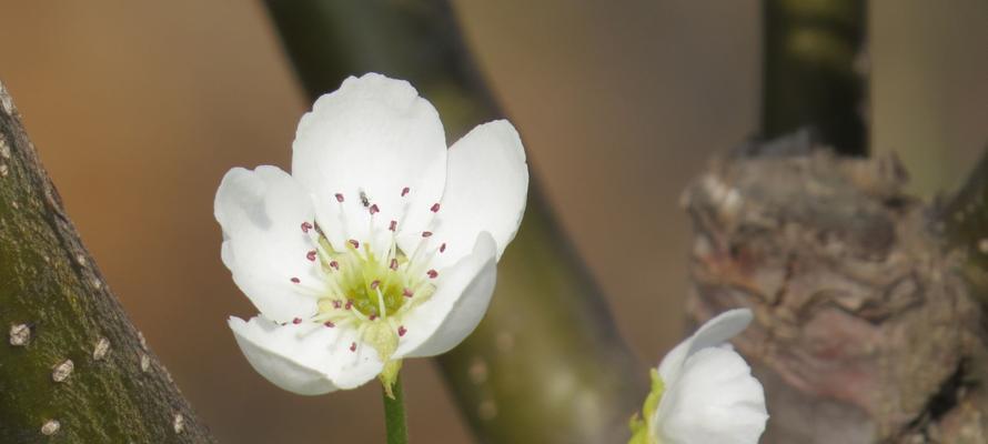 梨花花语与寓意的美丽舞蹈（梨花的花语之意义与传承）