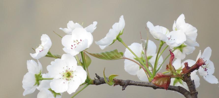 梨花花语与寓意的美丽舞蹈（梨花的花语之意义与传承）