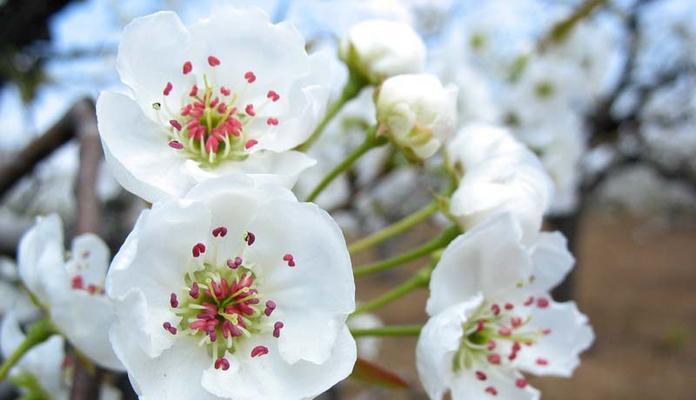 梨花花语探秘——美丽的象征（绽放在春风中的精神之花）