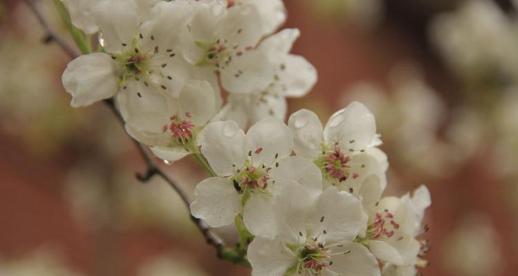 梨花花语探秘——美丽的象征（绽放在春风中的精神之花）