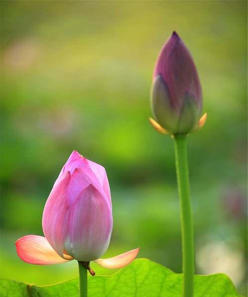 莲花之美（探寻莲花的深层内涵）