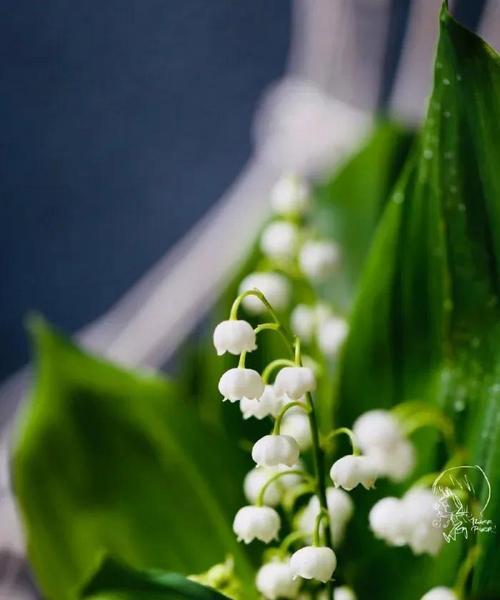 铃兰花语的深意——寓意和象征的解读（探究铃兰花语的内涵和传达的情感）