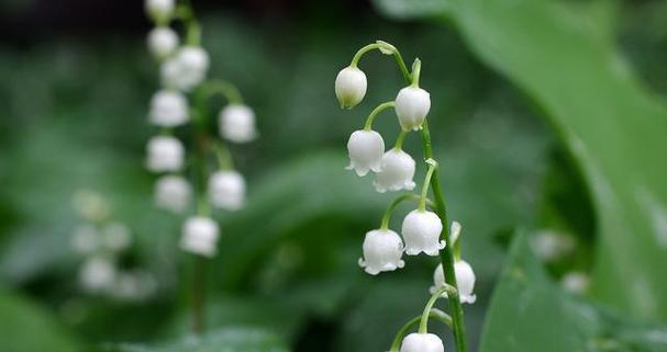 铃兰花语（用一束铃兰）