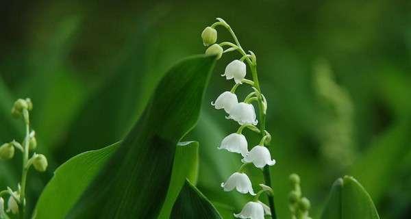 铃兰花的花语与传说（探索铃兰花的深层意义和神奇传说）