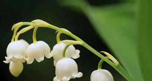 铃兰花的花语与传说（探索铃兰花的深层意义和神奇传说）