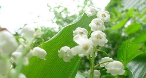 铃兰花的花语和寓意——探索自由与希望的美丽之花（以铃兰花为主题的花语解读）