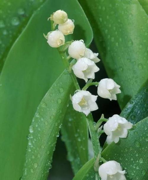 铃兰花的花语和寓意——探索自由与希望的美丽之花（以铃兰花为主题的花语解读）