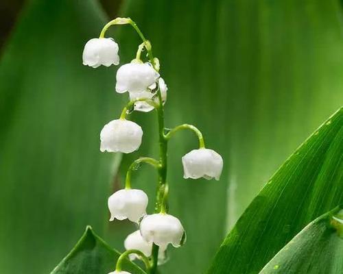 铃兰花（探寻铃兰花的花语与寓意）