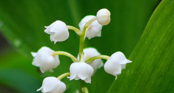 铃兰花（探寻铃兰花的花语与寓意）