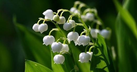 铃兰花的花语及其象征意义（探索铃兰花的花语与传统文化的契合点）