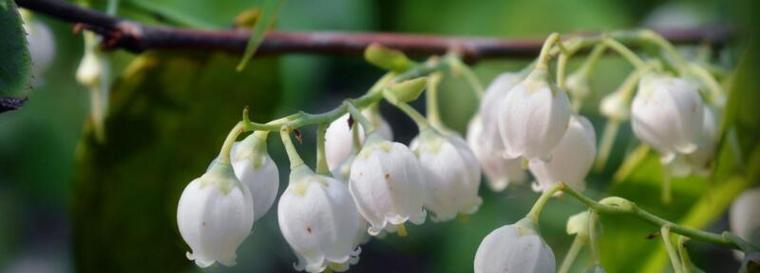 铃兰花语与寓意（铃兰的花语与寓意探究）