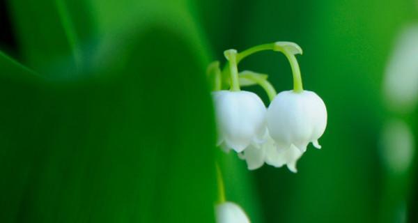 铃兰花语与寓意（铃兰的花语与寓意探究）