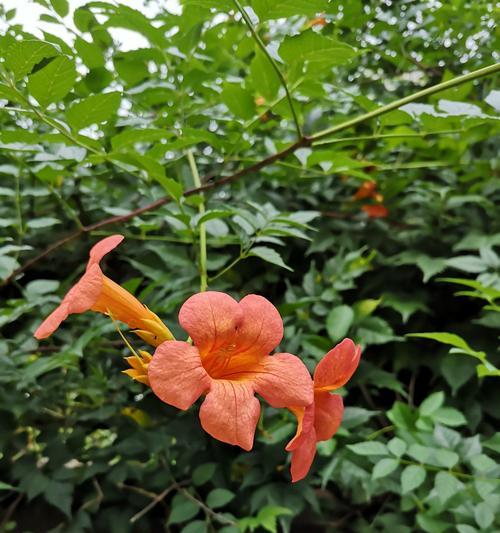 凌霄花的花语和寓意（美丽与坚强并存）