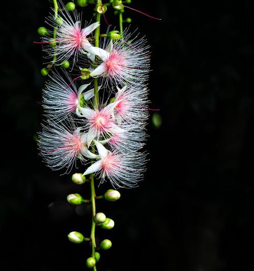 流苏花的花语及其寓意（美丽的流苏花散发着什么样的花语）