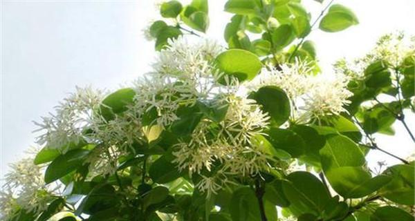 流苏花花语的深意与寓意（探究流苏花花语的源远流长及其象征意义）