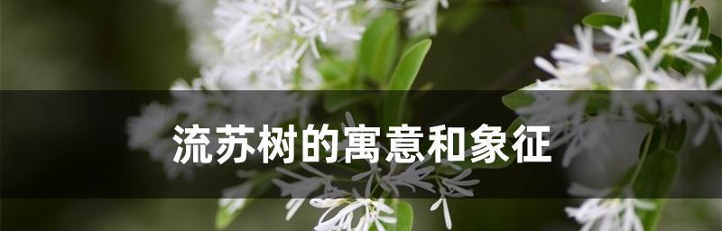 流苏花花语的深意与寓意（探究流苏花花语的源远流长及其象征意义）