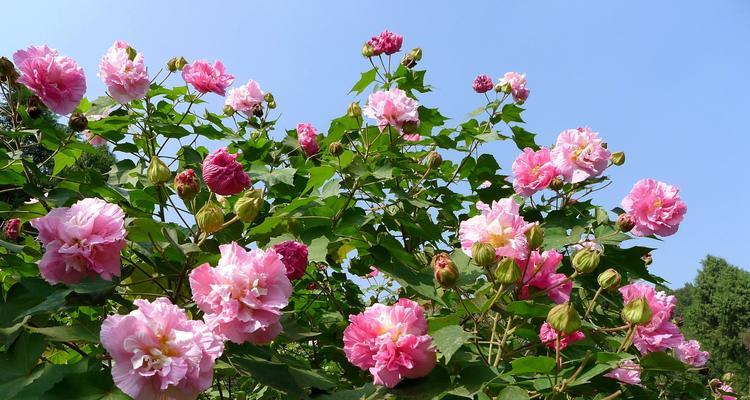 六月花海盛宴（探寻六月的代表性花卉）