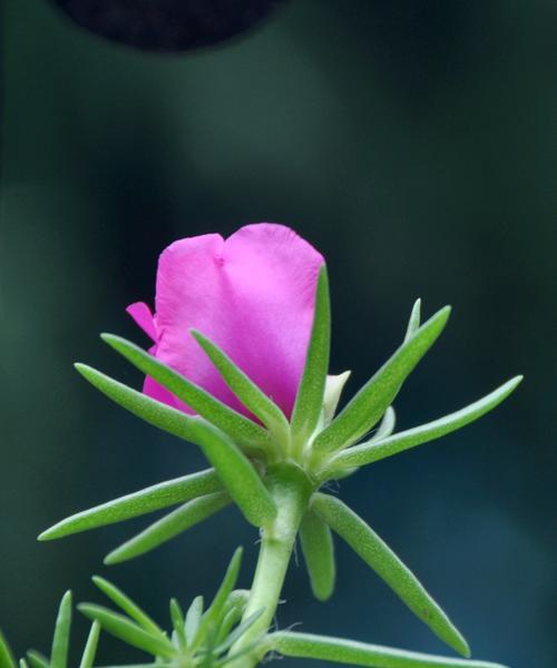 六月花海盛宴（探寻六月的代表性花卉）