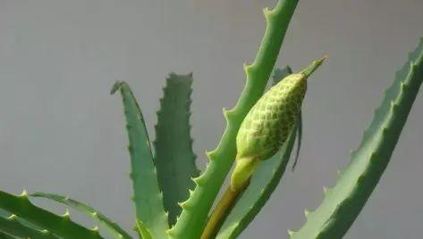 芦荟（探寻芦荟的花语和神话传说）