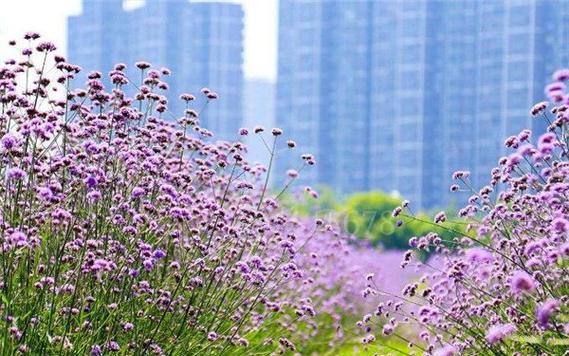 以马鞭草花语之美——寓意、传承与文化底蕴（探索以马鞭草的花语和其在不同文化中的象征意义）