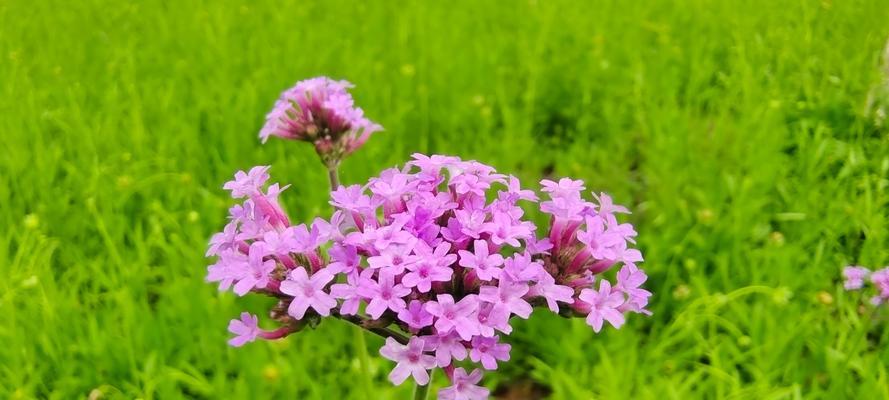 以马鞭草花语之美——寓意、传承与文化底蕴（探索以马鞭草的花语和其在不同文化中的象征意义）