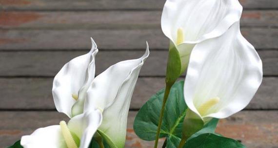 马蹄莲花的花语及意义（传递祝福与美丽的花朵——马蹄莲）