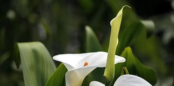 马蹄莲花的花语及意义（传递祝福与美丽的花朵——马蹄莲）