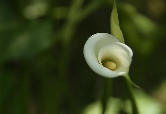 马蹄莲花的花语及意义（传递祝福与美丽的花朵——马蹄莲）