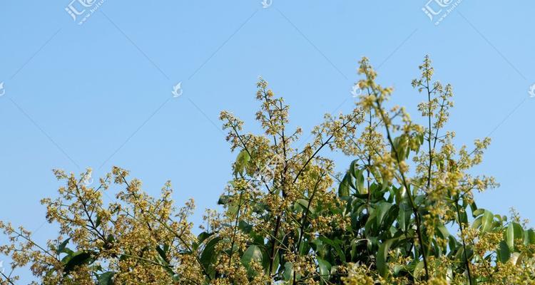 荔枝树的开花时间与特点（探究荔枝树的开花时间）