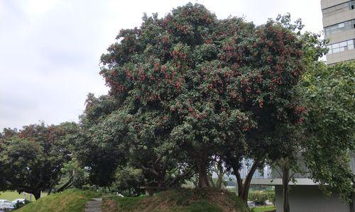 荔枝的生长环境和生长习性（荔枝树上还是地上生长）